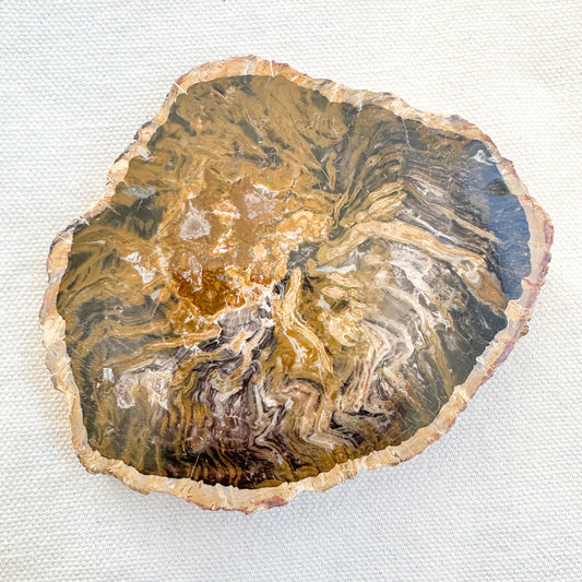 Fossilised Wood Slice | Sussex Stones Crystal Shop