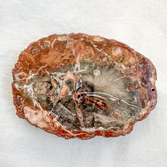 Fossilised Wood Slice | Sussex Stones Crystal Shop