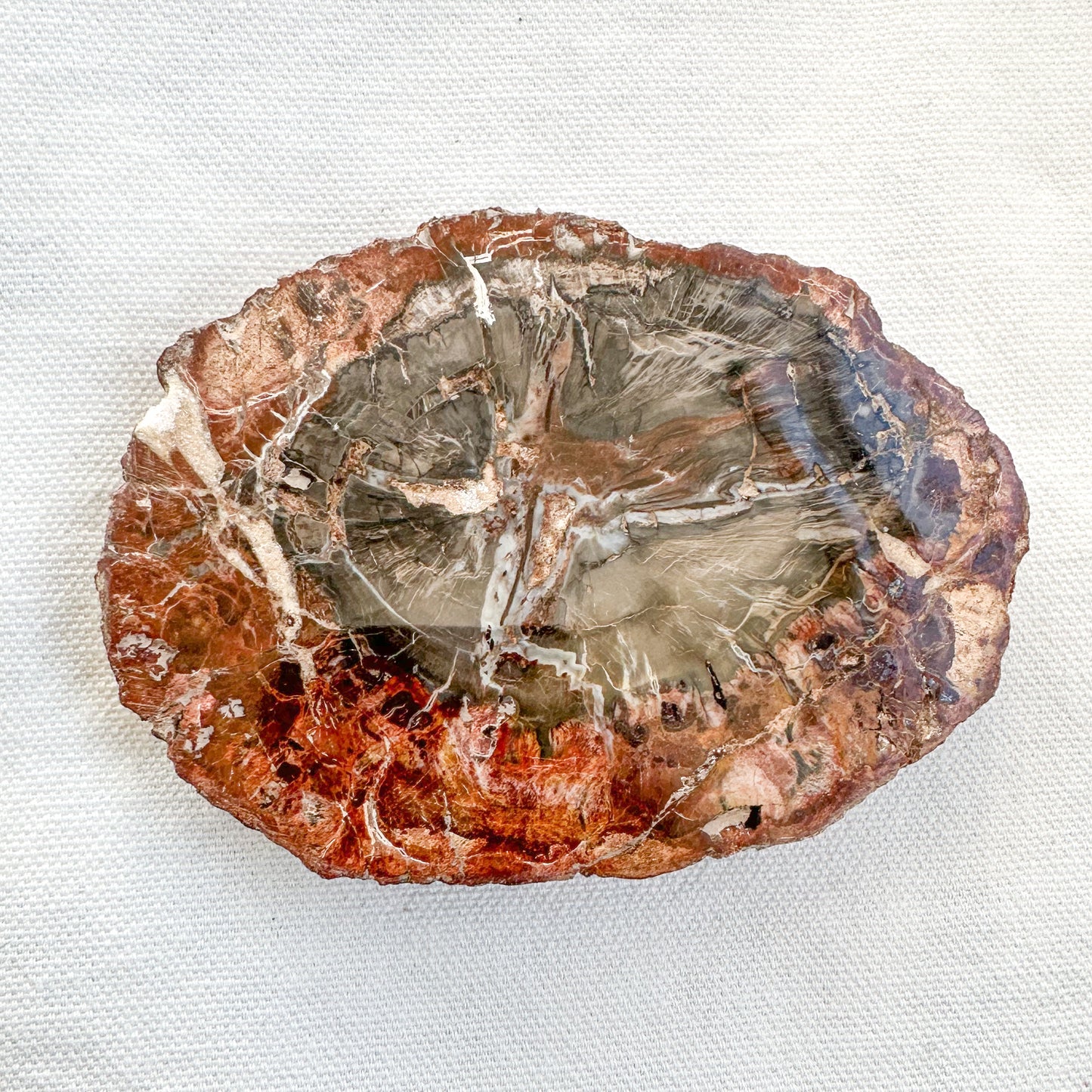 Fossilised Wood Slice | Sussex Stones Crystal Shop