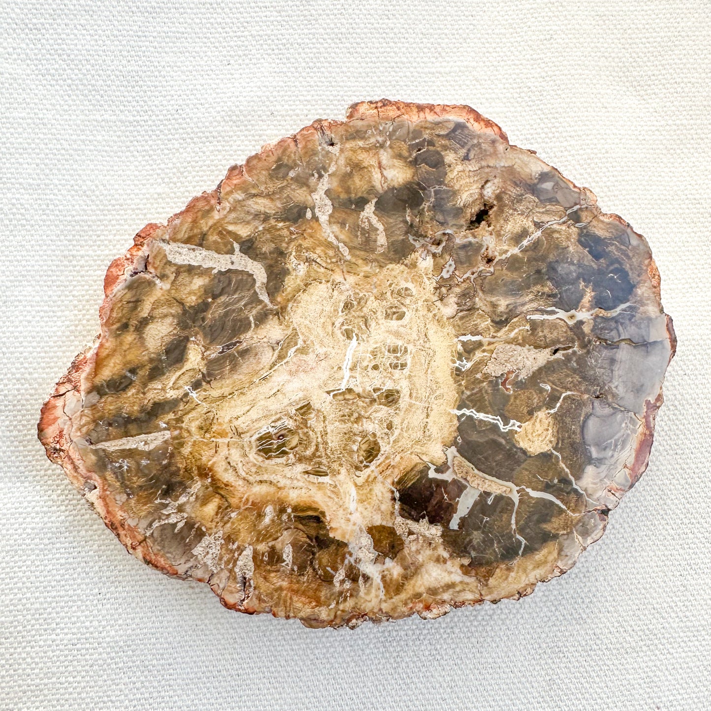 Fossilised Wood Slice | Sussex Stones Crystal Shop