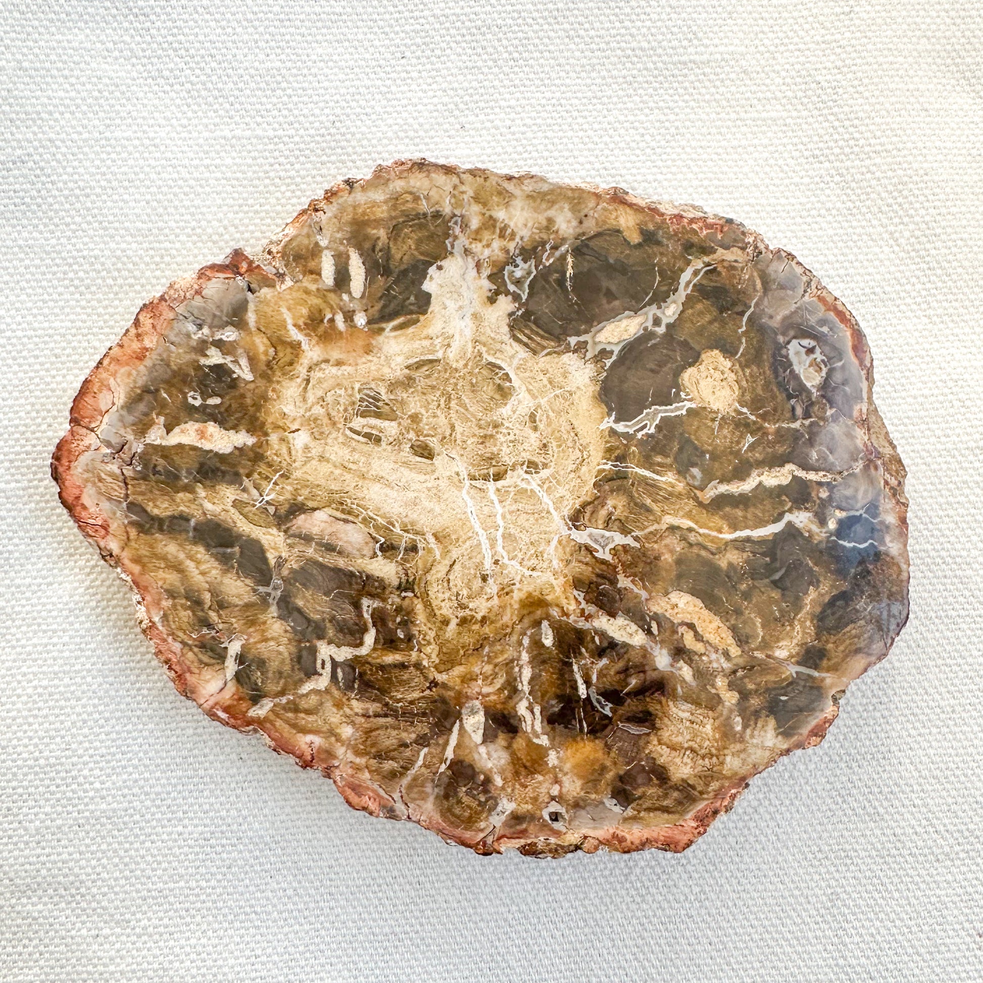 Fossilised Wood Slice | Sussex Stones Crystal Shop