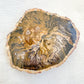 Fossilised Wood Slice | Sussex Stones Crystal Shop