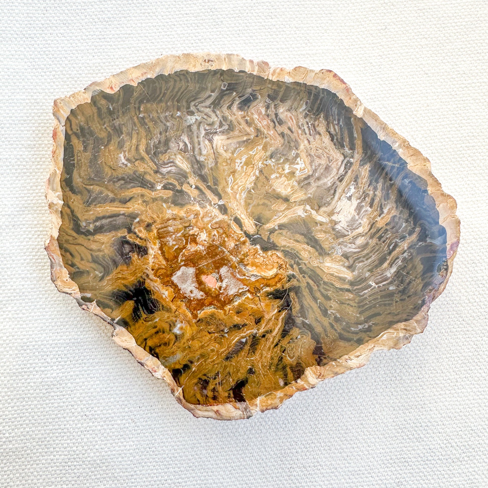 Fossilised Wood Slice | Sussex Stones Crystal Shop